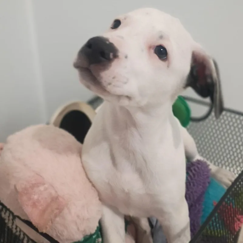 A baby medium-sized male White / Cream English Shepherd dog named Roman  Cuddly Love for adoption in Houston, TX