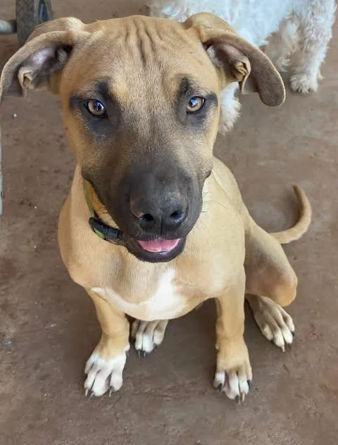 A young medium-sized male Yellow / Tan / Blond / Fawn Mixed Breed dog named Bilbo for adoption in Snyder, TX