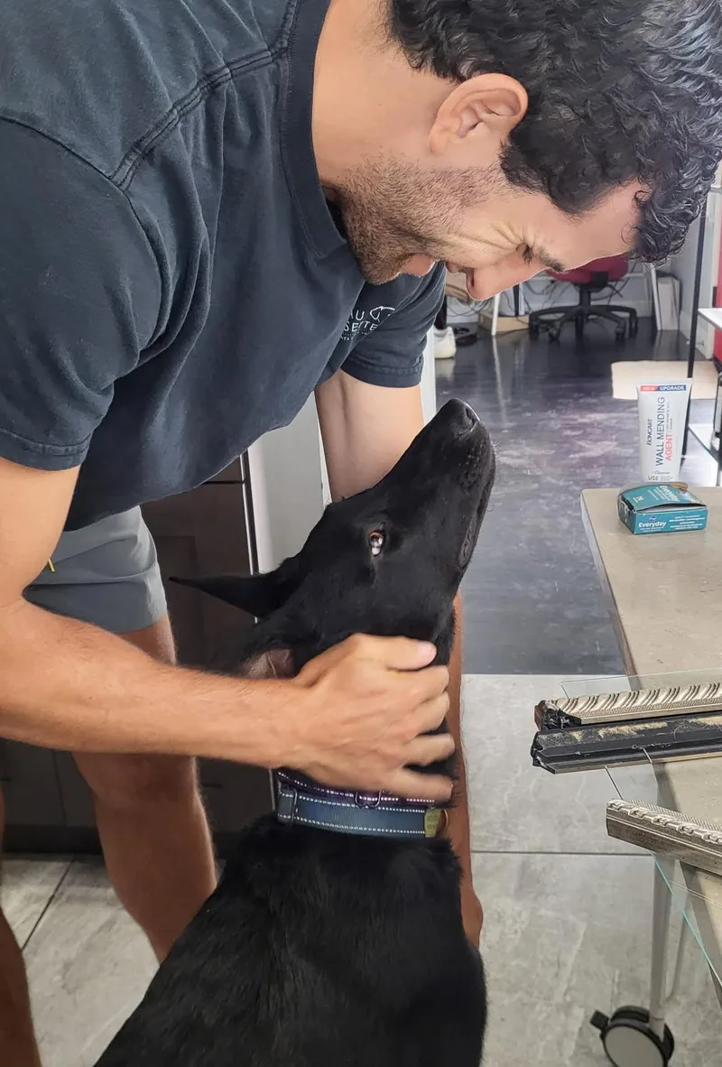 A young medium-sized female Black German Shepherd Dog dog named Susi for adoption in Burbank, CA