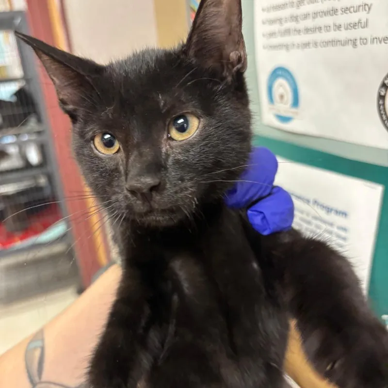 A baby small-sized male Black Domestic Short Hair cat named Huckleberry for adoption in St Joseph, MO