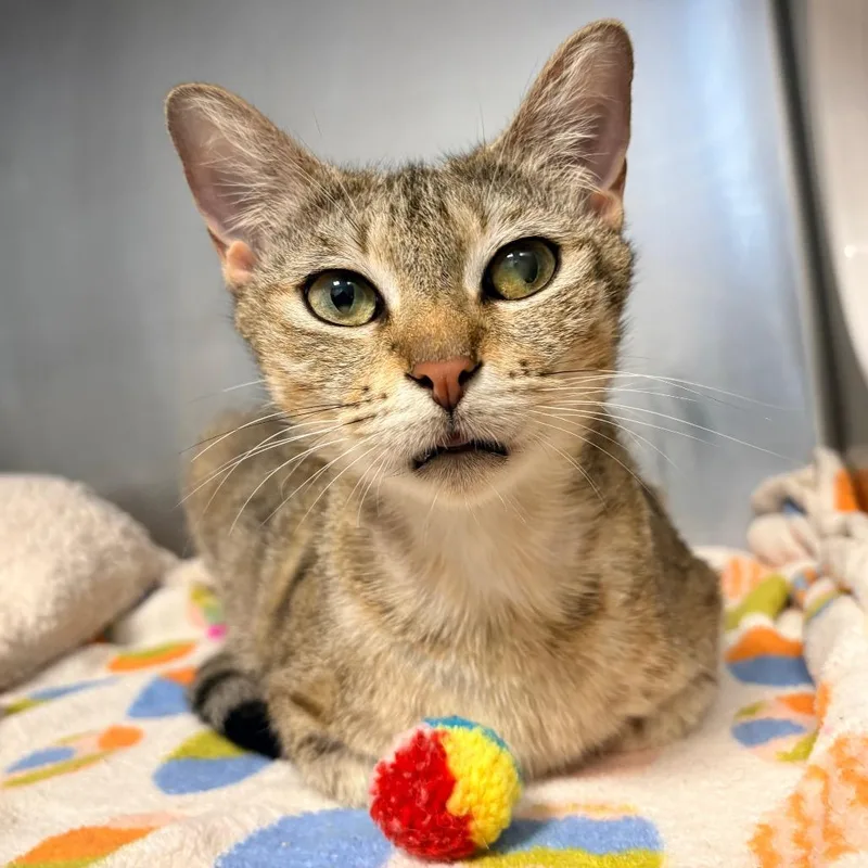 An adult large-sized female Gray / Blue / Silver Domestic Short Hair cat named Sunnie for adoption in West Palm Beach, FL