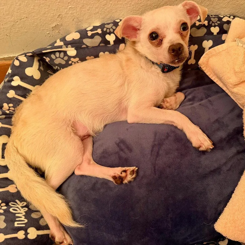 An adult small-sized male Chihuahua dog named Peanut for adoption in Bloomfield, CT