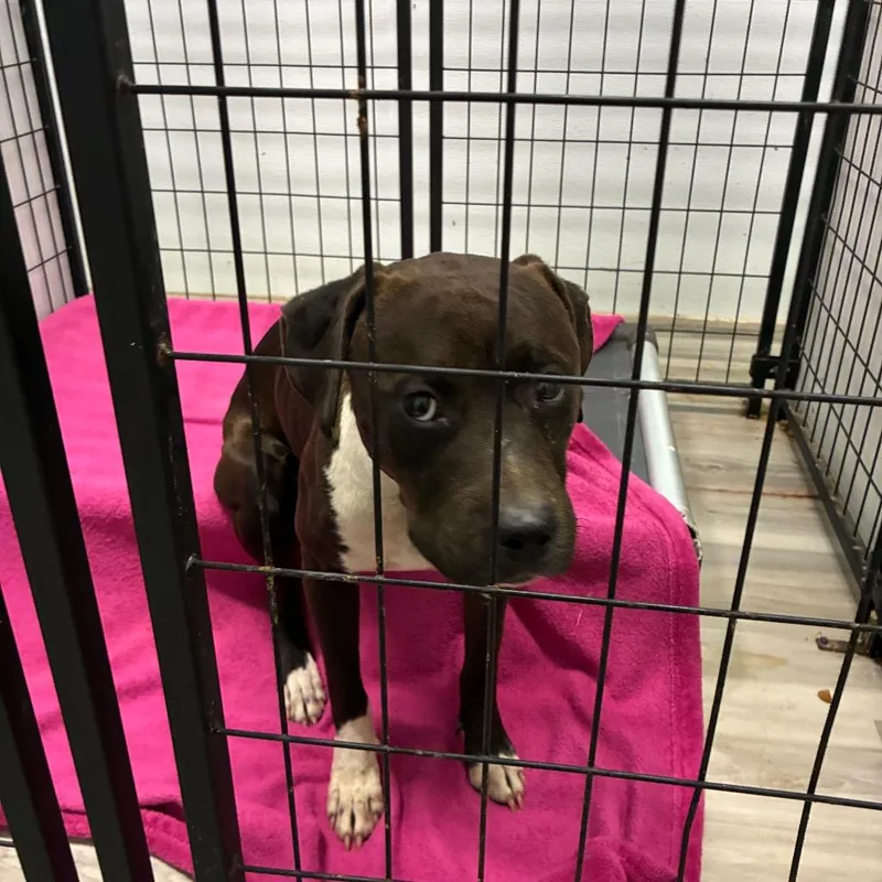An adult medium-sized female Pit Bull Terrier dog named Britney for adoption in St. Louis, MO