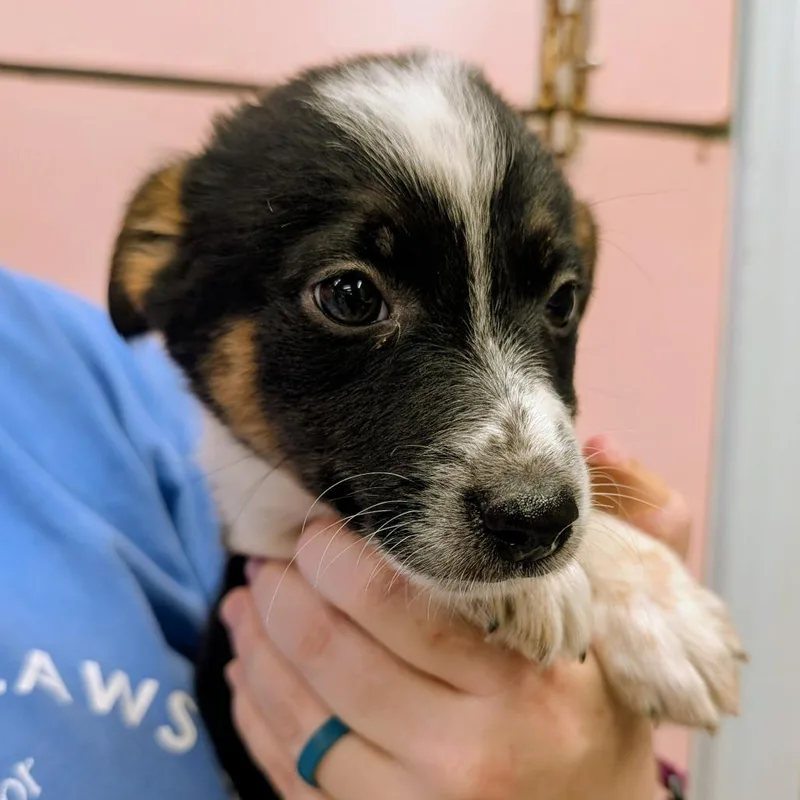 A baby small-sized female Black Cattle Dog dog named Sharpie for adoption in Huntsville, AR