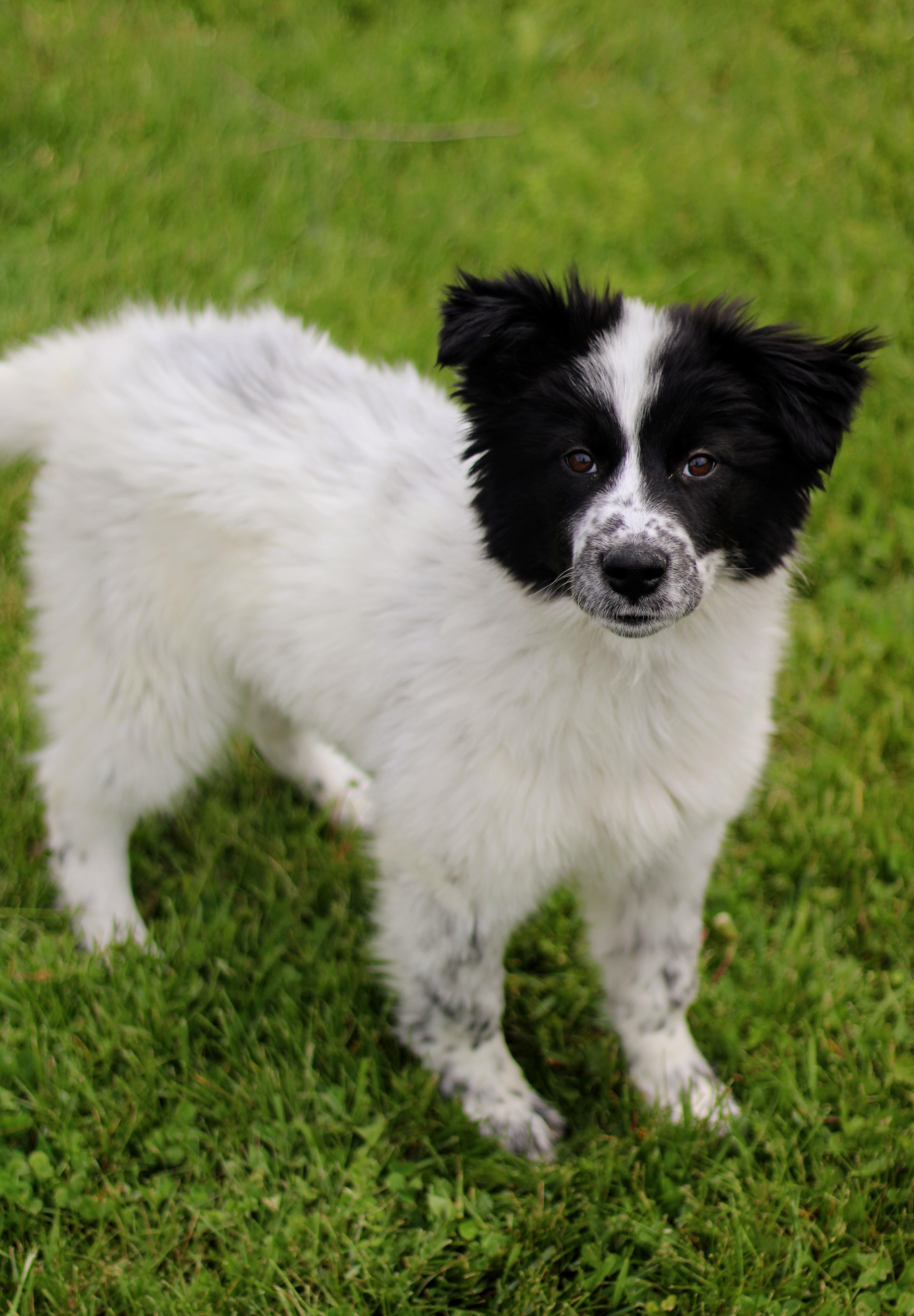 A baby medium-sized female Great Pyrenees dog named Aspen for adoption in Battle Creek, MI