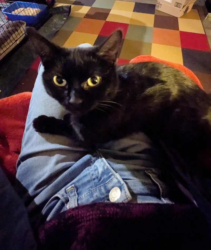 Twyla Stargazer thumbnail 2