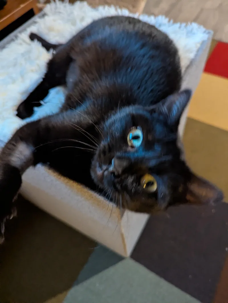 Twyla Stargazer thumbnail 3