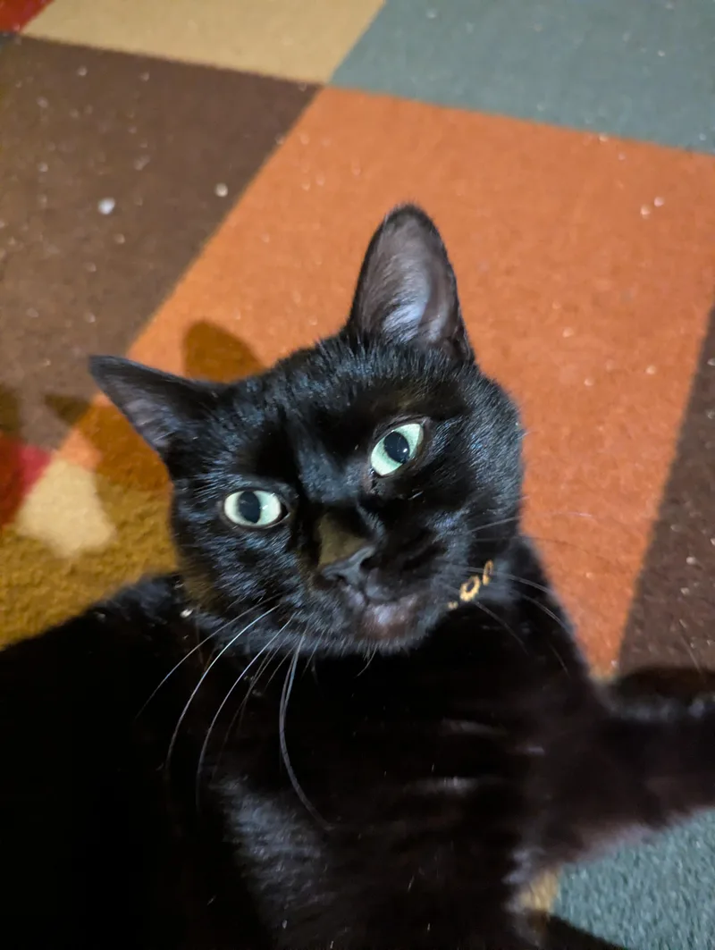 Twyla Stargazer thumbnail 4