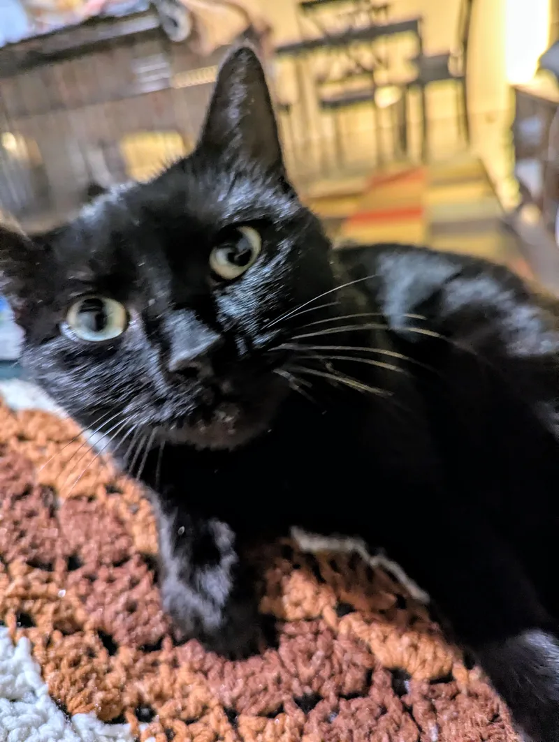 Twyla Stargazer thumbnail 5