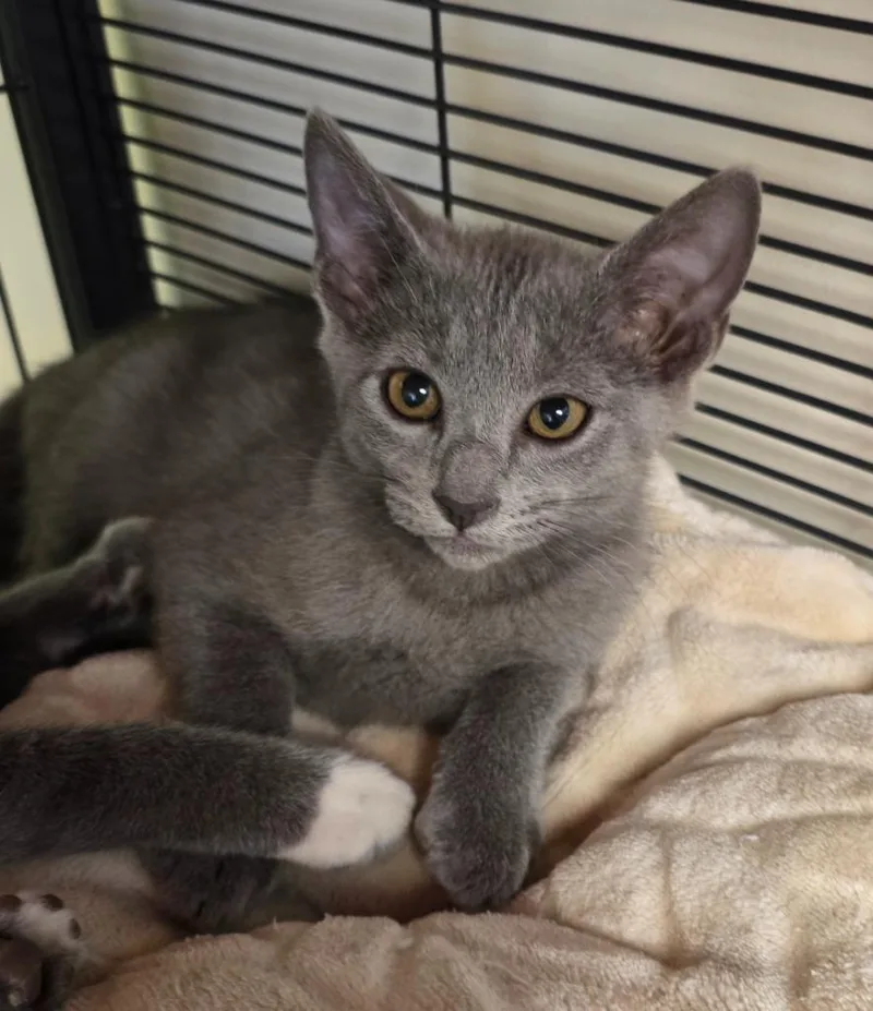 A baby small-sized female Domestic Short Hair cat named Chrissy Snow for adoption in Blountville, TN
