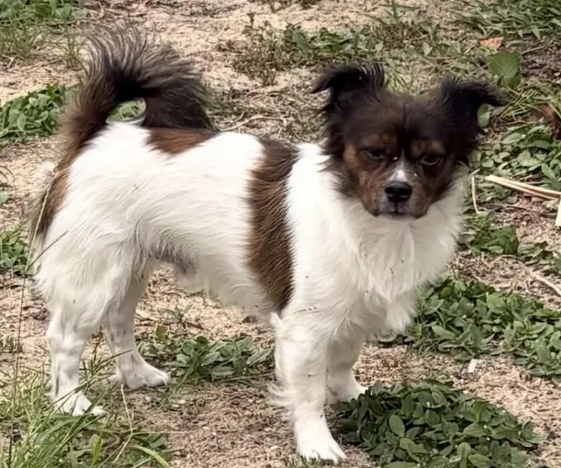A young small-sized male Rat Terrier dog named Wyatt for adoption in Sarasota, FL