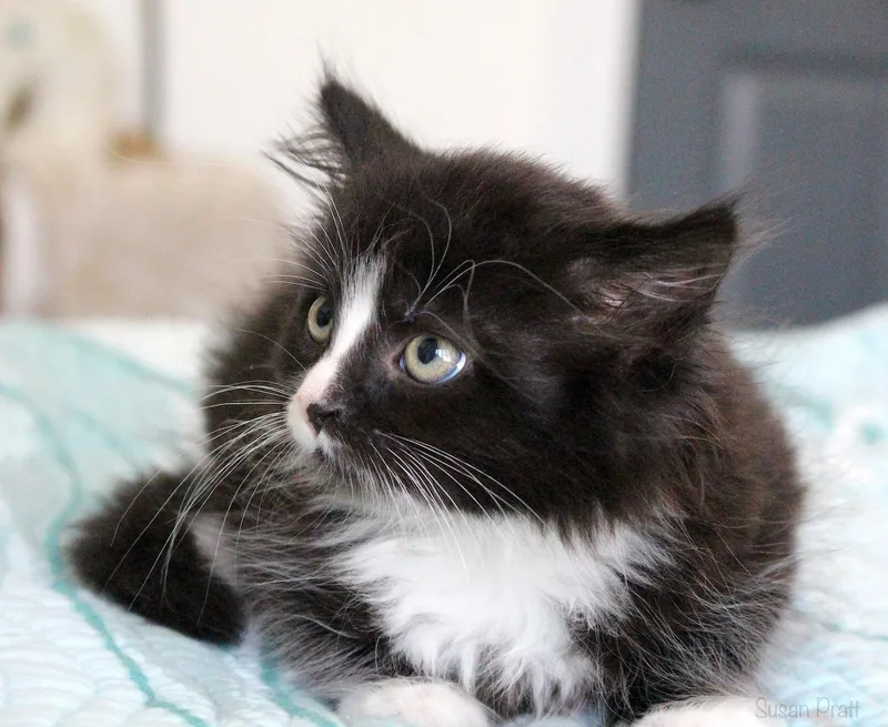 A baby medium-sized female Black Domestic Long Hair cat named Bitsy for adoption in Bedford, VA