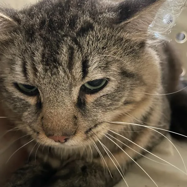 An adult small-sized male Domestic Short Hair cat named Arthur for adoption in Des Moines, IA