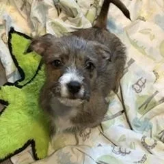 A baby medium-sized female Brindle Mixed Breed dog named Toph for adoption in LEHIGH ACRES, FL