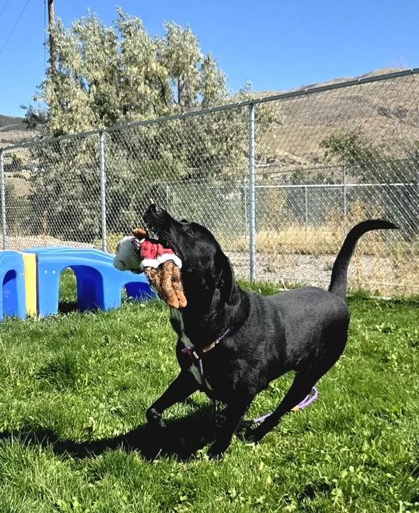 An adult medium-sized male Labrador Retriever dog named Boomer for adoption in Pocatello, ID