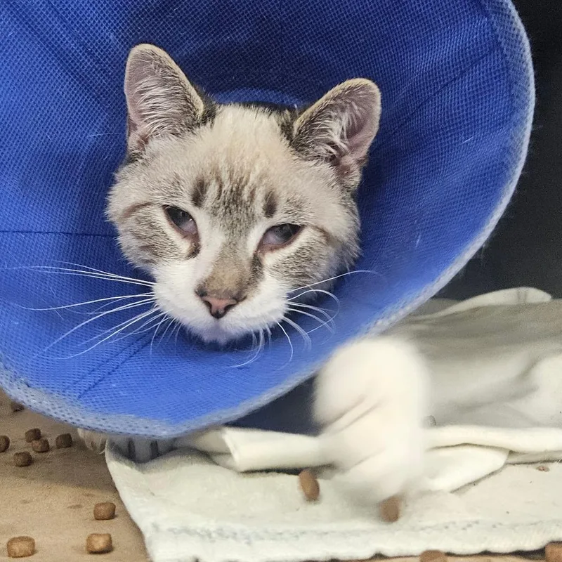 A baby small-sized male Domestic Short Hair cat named Thadeus for adoption in Greenville, SC