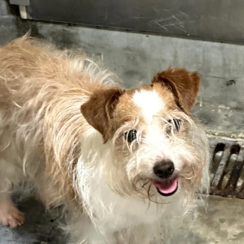 A senior small-sized female Brown / Chocolate Terrier dog named Hashbrown for adoption in Upland, CA