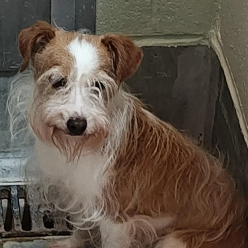 Hashbrown thumbnail 2