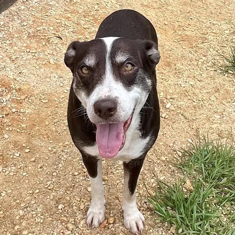 An adult medium-sized female Brown / Chocolate Mixed Breed dog named Kerlin for adoption in Brewton, AL
