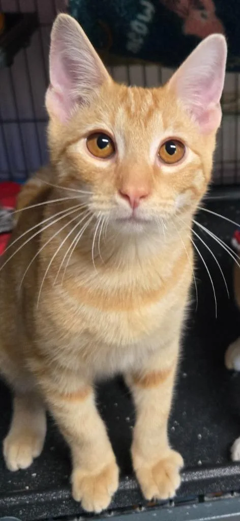 Milo
