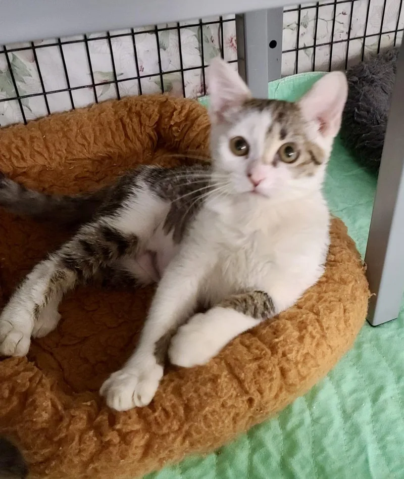 A young medium-sized female Domestic Short Hair cat named Balsam for adoption in Satellite Beach, FL