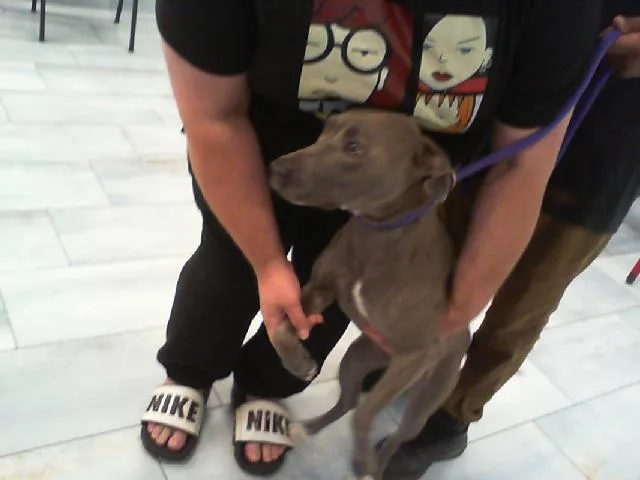 An adult medium-sized female Pit Bull Terrier dog named Minnie for adoption in Charlotte, NC