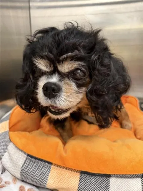 A senior medium-sized female Cavalier King Charles Spaniel dog named Emily Gigi for adoption in Tracy, CA