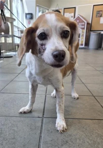 An adult small-sized female Beagle dog named Weatherby for adoption in San Antonio, TX