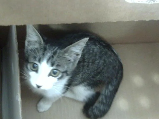 A baby medium-sized female Domestic Short Hair cat named Berry for adoption in Dallas, TX