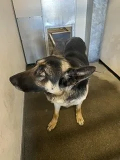 An adult large-sized male German Shepherd Dog dog named Chevy for adoption in Stockton, CA