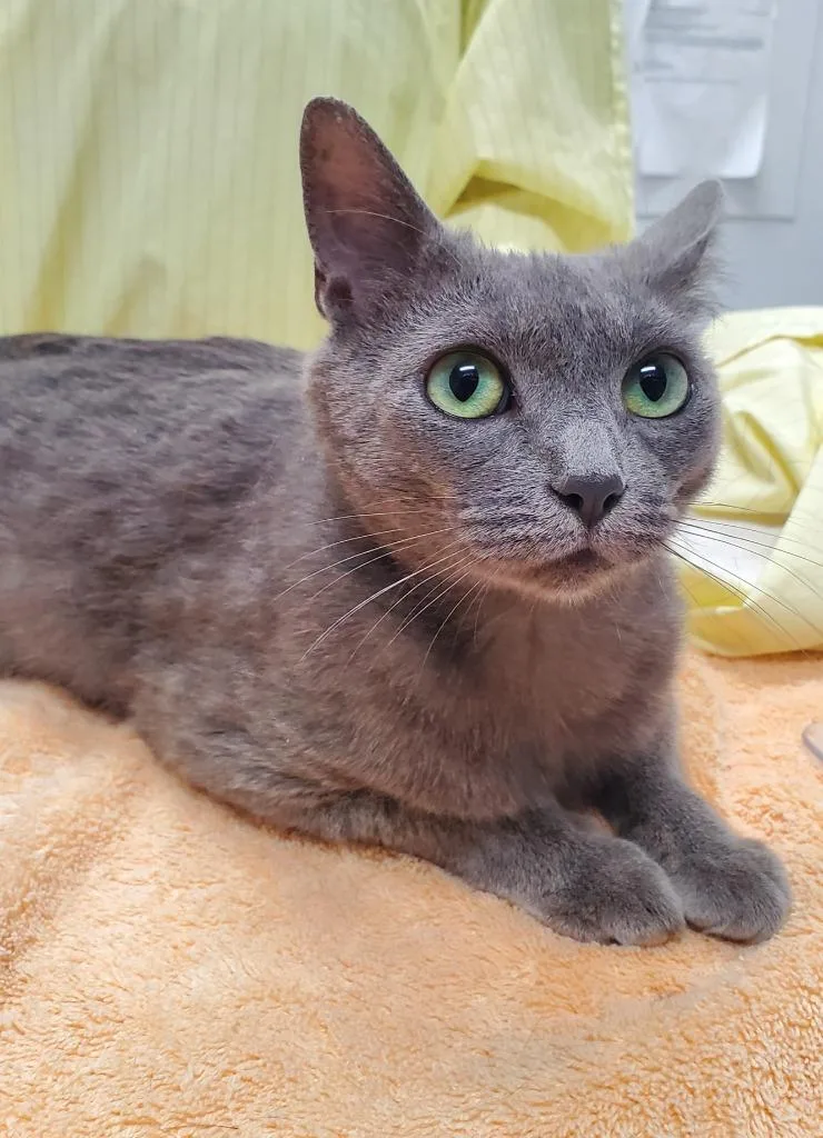 A young large-sized female Domestic Short Hair cat named Esmeralda for adoption in Grants Pass, OR