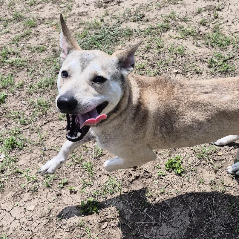 An adult medium-sized female Mixed Breed dog named Cinnamon Donut for adoption in Schertz, TX