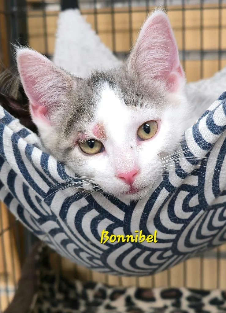 A baby medium-sized male Domestic Short Hair cat named Bonnibel for adoption in Cedar Rapids, IA