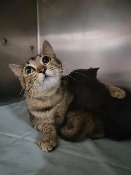 An adult medium-sized female Domestic Short Hair cat named Linda for adoption in Largo, FL