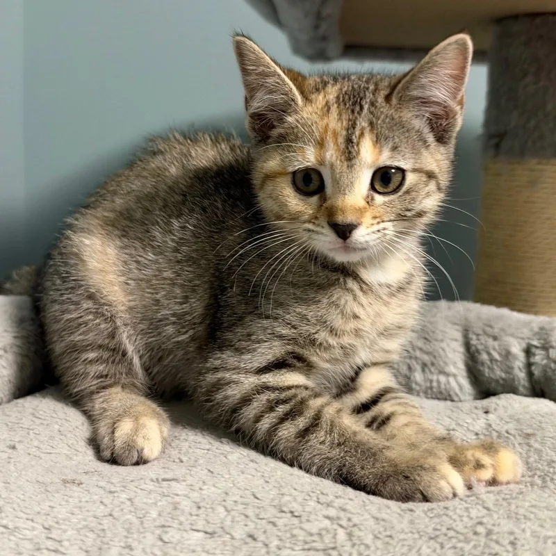 A baby medium-sized female Torbie Domestic Short Hair cat named Sprite for adoption in Wilmington, OH