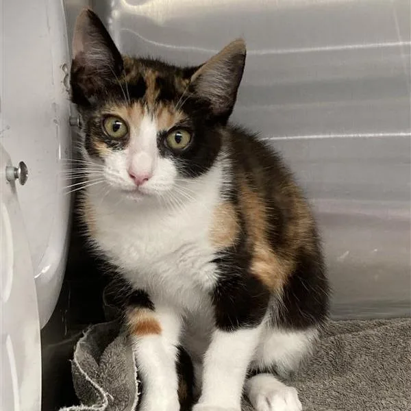 A baby small-sized female Calico Domestic Short Hair cat named Lana for adoption in Long Beach, CA