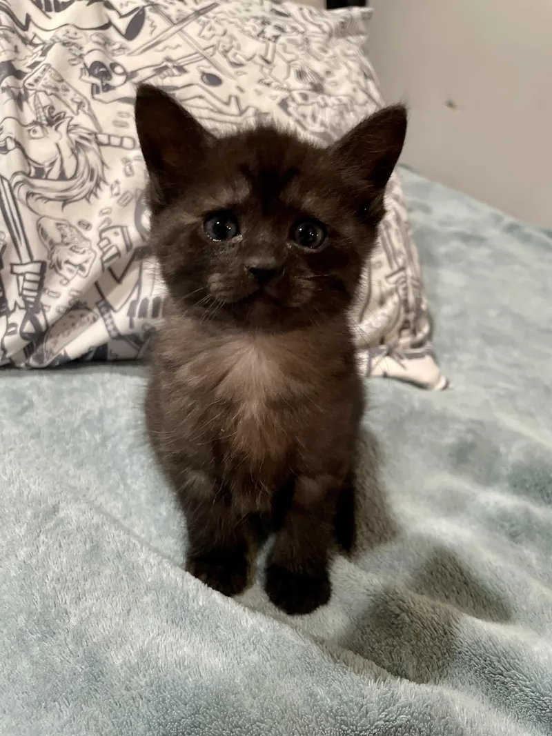 A baby medium-sized female Black Domestic Short Hair cat named Olive for adoption in Haddon Heights, NJ