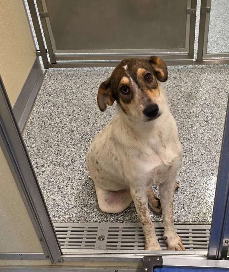 A baby medium-sized female Terrier dog named Clover for adoption in Athens, TN