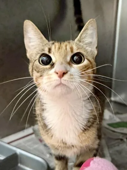 An adult small-sized female Domestic Short Hair cat named Toebe Bryant for adoption in New Orleans, LA
