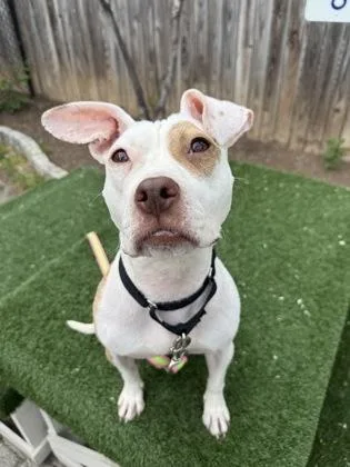 An adult medium-sized female Pit Bull Terrier dog named Dubliner for adoption in Washington, DC