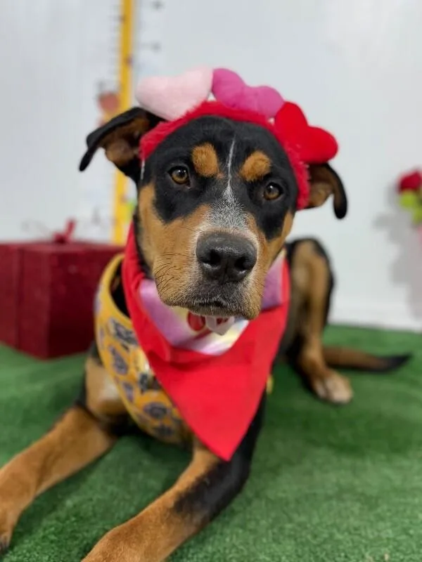 A young medium-sized male Tricolor (Brown, Black, & White) Doberman Pinscher dog named Baloo for adoption in Carlsbad, CA