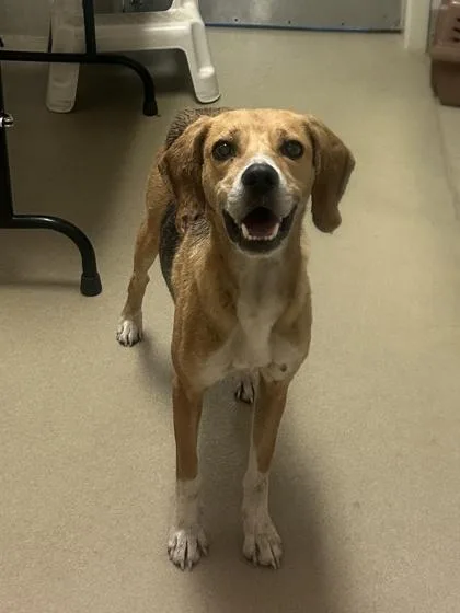 An adult medium-sized female Hound dog named Zoey for adoption in King William, VA