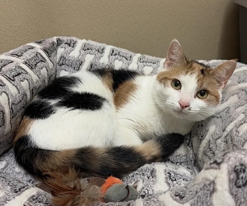 A young medium-sized female Calico Domestic Short Hair cat named Aria for adoption in Kearneysville, WV