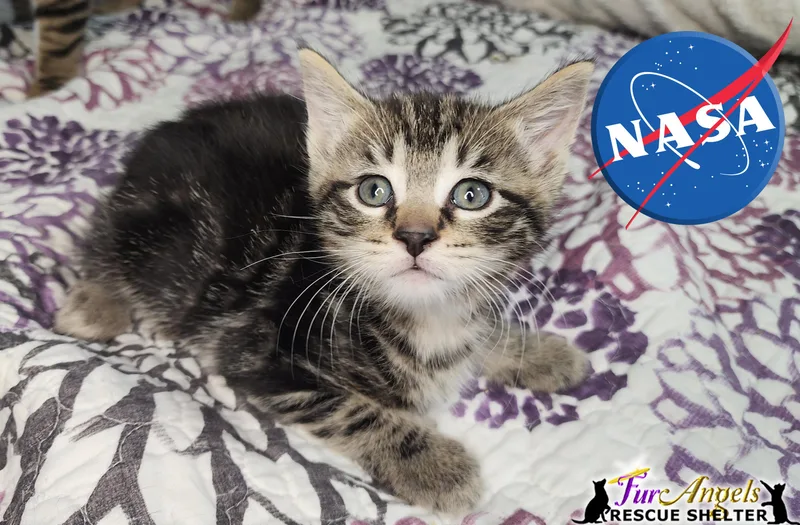 A baby medium-sized male Tabby (Buff / Tan / Fawn) Domestic Short Hair cat named Nasa for adoption in Toledo, OH