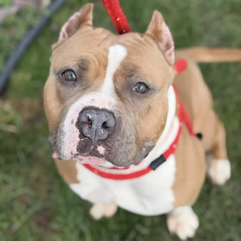 A young medium-sized female Terrier dog named Mocha for adoption in North Syracuse, NY