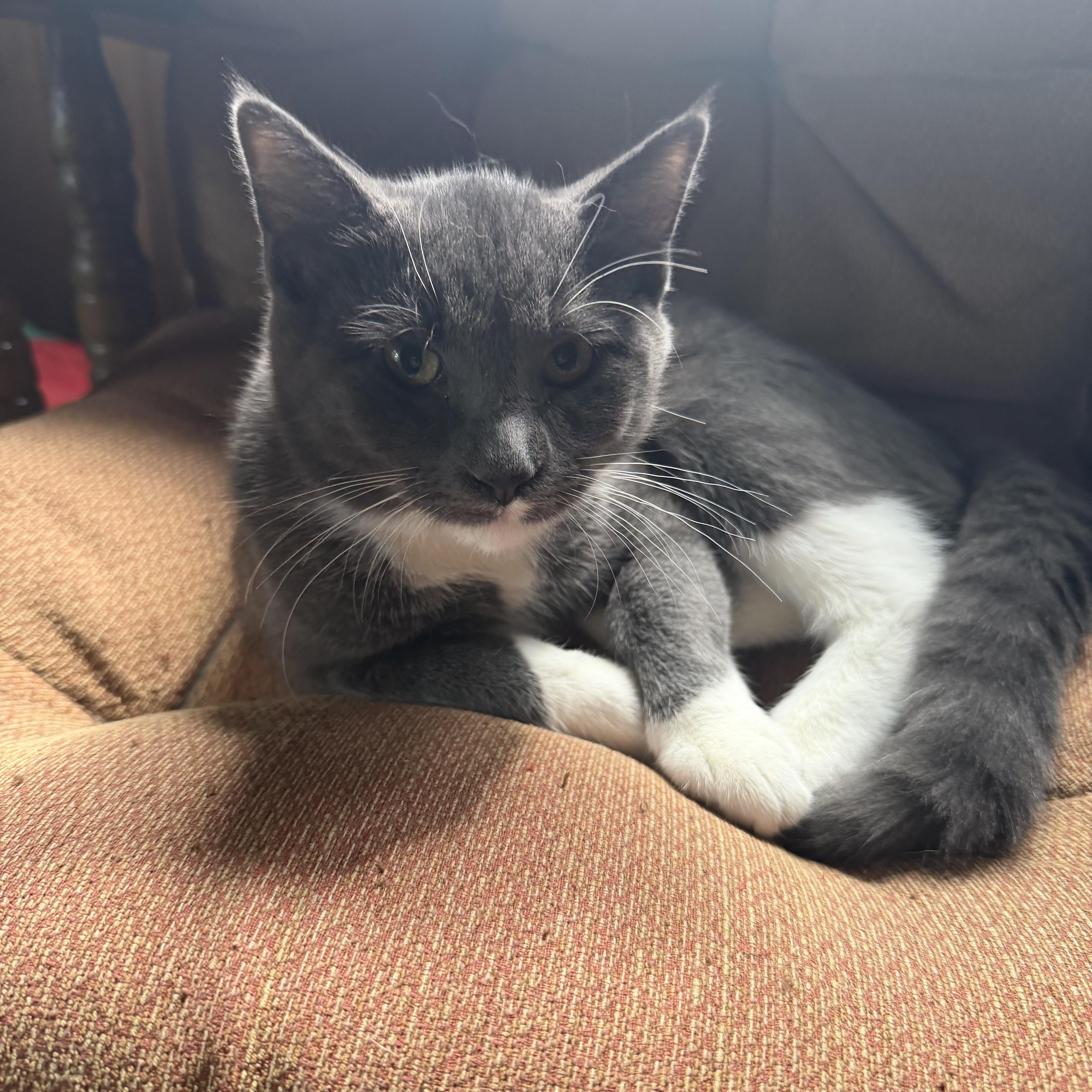 A young large-sized male Gray & White Domestic Short Hair cat named Shane for adoption in Aitkin, MN