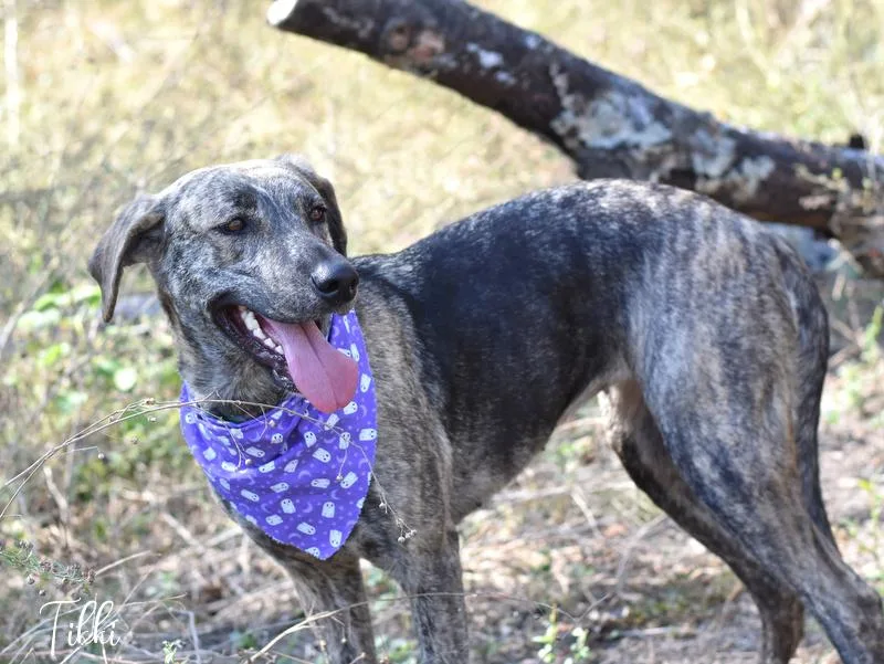 A young medium-sized female Dutch Shepherd dog named Tikki for adoption in Conroe, TX