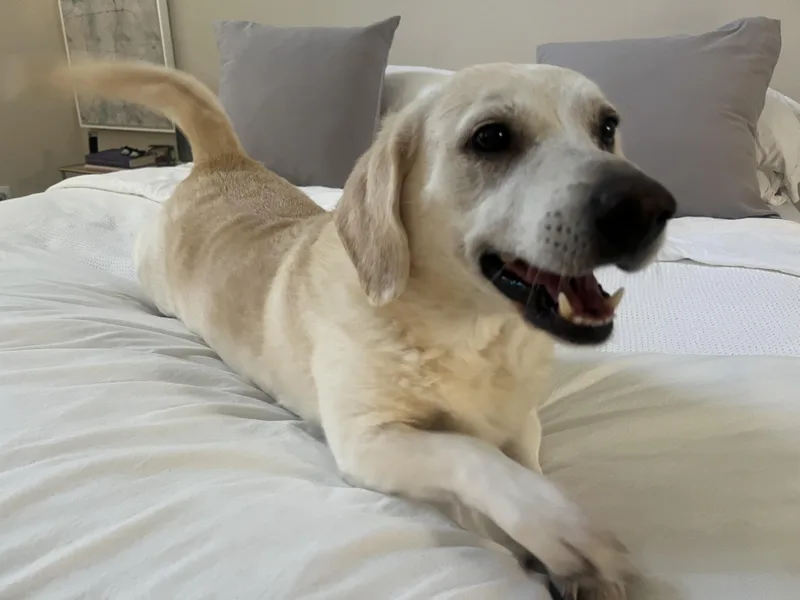 An adult medium-sized male Labrador Retriever dog named Archer for adoption in Lewisville, IN