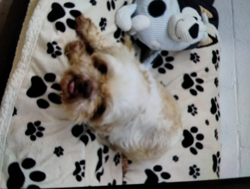 Rudy thumbnail 2