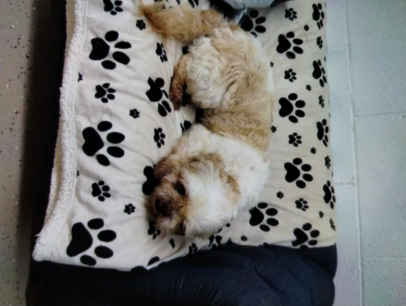 Rudy thumbnail 3